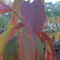 Schwarzer Tupelobaum Nyssa Sylvatica -Grüne Vielfalt Tupelobaum herbstf rbung