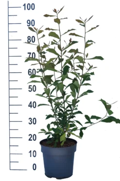 Schwarzer Tupelobaum Nyssa Sylvatica -Grüne Vielfalt Tupelobaum weiss