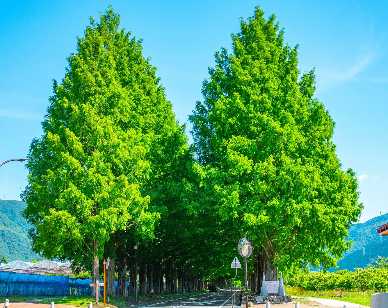 Urwelt-Mammutbaum Metasequoia Glyptostroboides 1 Urwelt-Mammutbaum Metasequoia Glyptostroboides