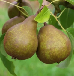 Uta Pyrus Communis `Uta´ -Grüne Vielfalt Uta