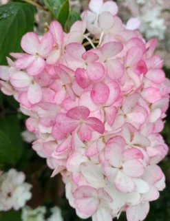Rispenhortensie `Vanille-Fraise´ Hydrangea Paniculata `Vanille Fraise´ 10 Rispenhortensie `Vanille-Fraise´ Hydrangea Paniculata `Vanille Fraise´ -Grüne Vielfalt Vanille Fraise 2017