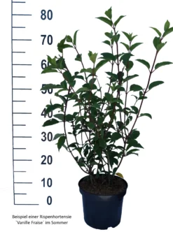 Rispenhortensie `Vanille-Fraise´ Hydrangea Paniculata `Vanille Fraise´ 14 Rispenhortensie `Vanille-Fraise´ Hydrangea Paniculata `Vanille Fraise´ -Grüne Vielfalt Vanille Fraise weiss