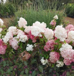 Rispenhortensie `Vanille-Fraise´ Hydrangea Paniculata `Vanille Fraise´ 15 Rispenhortensie `Vanille-Fraise´ Hydrangea Paniculata `Vanille Fraise´ -Grüne Vielfalt Vanille Fraise22