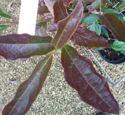 Amerikanischer Schneeball `Brandywine´ Viburnum Nudum `Brandywine´ 12 Amerikanischer Schneeball `Brandywine´ Viburnum Nudum `Brandywine´ -Grüne Vielfalt Viburnum Brandywine Herbstf rbung