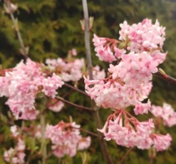 Duftender Winterschneeball `Dawn´ Viburnum Bodnantense `Dawn´ -Grüne Vielfalt Viburnum Dawn2