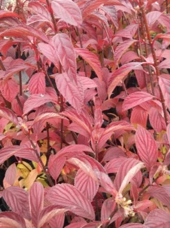 Duftender Winterschneeball `Dawn´ Viburnum Bodnantense `Dawn´ -Grüne Vielfalt Viburnum bodnantense dawn herbstf rbung