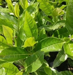 Amerikanischer Schneeball `Brandywine´ Viburnum Nudum `Brandywine´ 11 Amerikanischer Schneeball `Brandywine´ Viburnum Nudum `Brandywine´ -Grüne Vielfalt Viburnum nudum 2