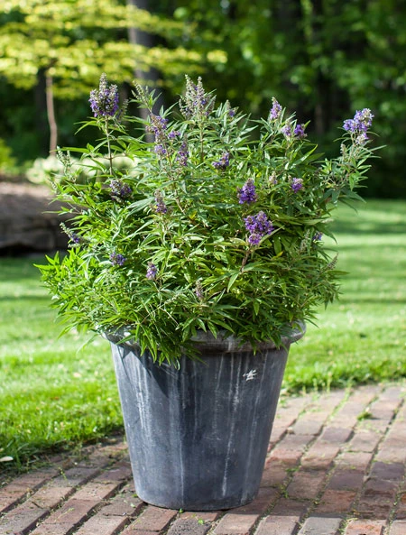 Zwerg-Mönchspfeffer `Blue Puffball´ ® Vitex Agnus-castus 1 Zwerg-Mönchspfeffer `Blue Puffball´ ® Vitex Agnus-castus