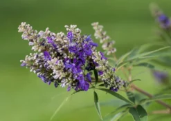 Zwerg-Mönchspfeffer `Blue Puffball´ ® Vitex Agnus-castus 5 Zwerg-Mönchspfeffer `Blue Puffball´ ® Vitex Agnus-castus -Grüne Vielfalt Vitex BluePuffball 7