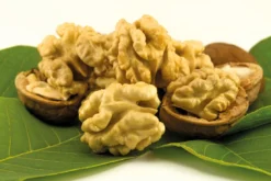 Walnuss `Chandler´ Juglans Regia