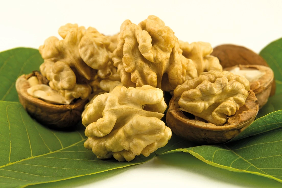 Walnuss `Chandler´ Juglans Regia 1 Walnuss `Chandler´ Juglans Regia