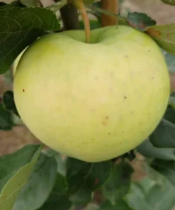 Weißer Klarapfel Malus Domestica -Grüne Vielfalt Weisser Klarapfel 1
