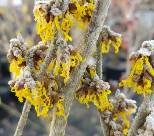 Zaubernuss `Arnold Promise´ Hamamelis X Intermedia `Arnold Promise´ 3 Zaubernuss `Arnold Promise´ Hamamelis X Intermedia `Arnold Promise´ – Bild 3