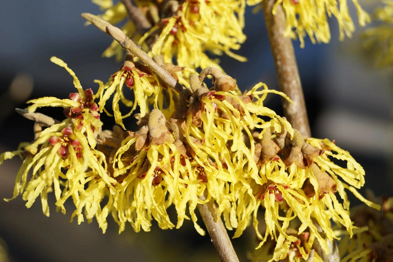 Zaubernuss `Arnold Promise´ Hamamelis X Intermedia `Arnold Promise´ 2 Zaubernuss `Arnold Promise´ Hamamelis X Intermedia `Arnold Promise´ – Bild 2