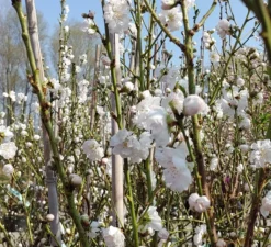 Zierpfirsich `Taoflora ® White´ (mit Essbaren Früchten) Prunus Persica `Taoflora ® White´ -Grüne Vielfalt Zierpfirsich weiss4