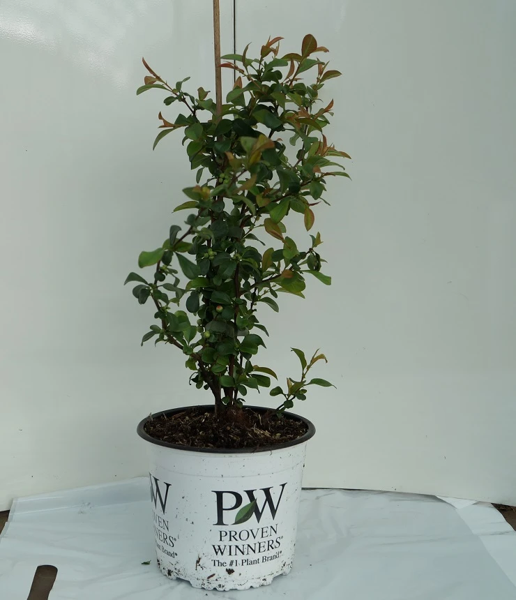 Zierquitte `Pink Storm´ Chaenomeles Japonica `Pink Storm´ 2 Zierquitte `Pink Storm´ Chaenomeles Japonica `Pink Storm´ – Bild 2