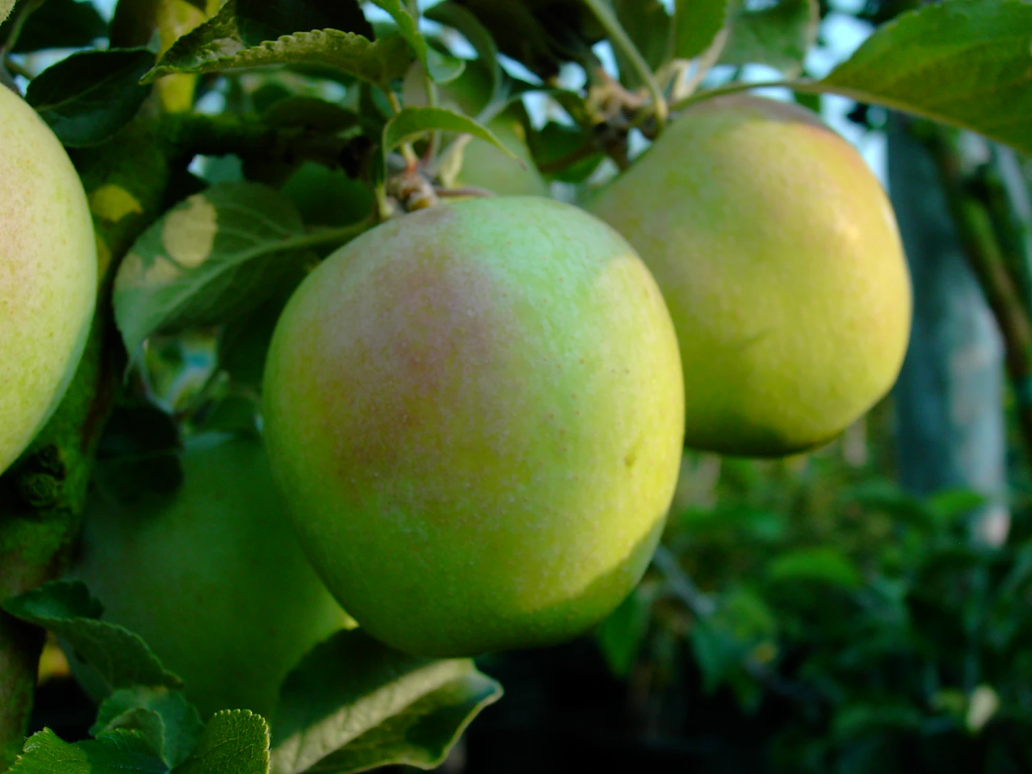 Zuccalmaglios Renette Malus Domestica 1 Zuccalmaglios Renette Malus Domestica