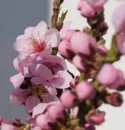 Zwergnektarine `Rubis® Necta ZeeⓈ´ Prunus Nucipersica -Grüne Vielfalt Zwerg nektarine bl te