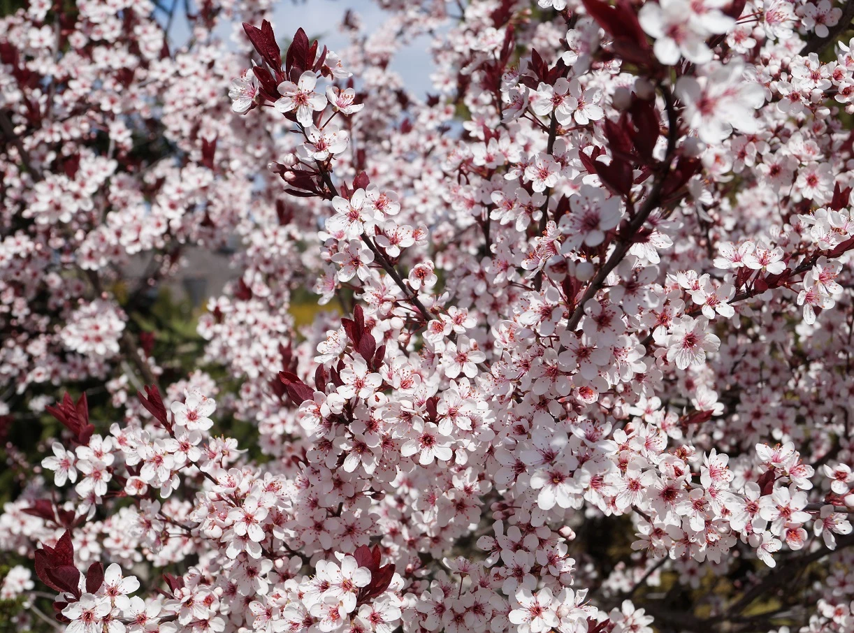 Zwergblutpflaume Prunus Cistena 3 Zwergblutpflaume Prunus Cistena – Bild 3