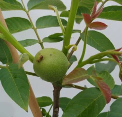 Zwerg-Walnuss Juglans Regia Var. Fertilis -Grüne Vielfalt Zwergwalnuss1