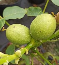 Zwerg-Walnuss Juglans Regia Var. Fertilis -Grüne Vielfalt Zwergwalnuss3