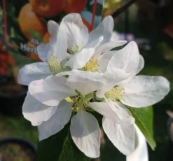 Alkmene Malus Domestica -Grüne Vielfalt almene