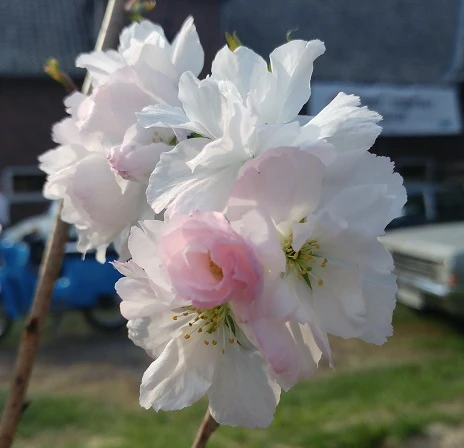 Säulenzierkirsche `Amanogawa´ Prunus Serrulata `Amanogawa´ 2 Säulenzierkirsche `Amanogawa´ Prunus Serrulata `Amanogawa´ – Bild 2