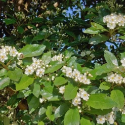 Apfeldorn Crataegus Lavallei `Carrierei´ -Grüne Vielfalt apfeldorn 2
