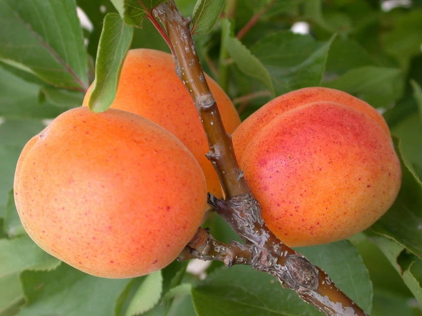 Zwerg-Aprikose `Garden Aprigold® ´ Prunus Armeniaca `Garden Aprigold´ 2 Zwerg-Aprikose `Garden Aprigold® ´ Prunus Armeniaca `Garden Aprigold´ – Bild 2