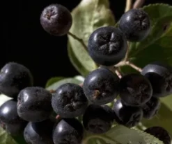 Aronia- Apfelbeere Nero Aronia Prunifolia `Nero´ 7 Aronia- Apfelbeere Nero Aronia Prunifolia `Nero´ -Grüne Vielfalt aronia nero 600x600
