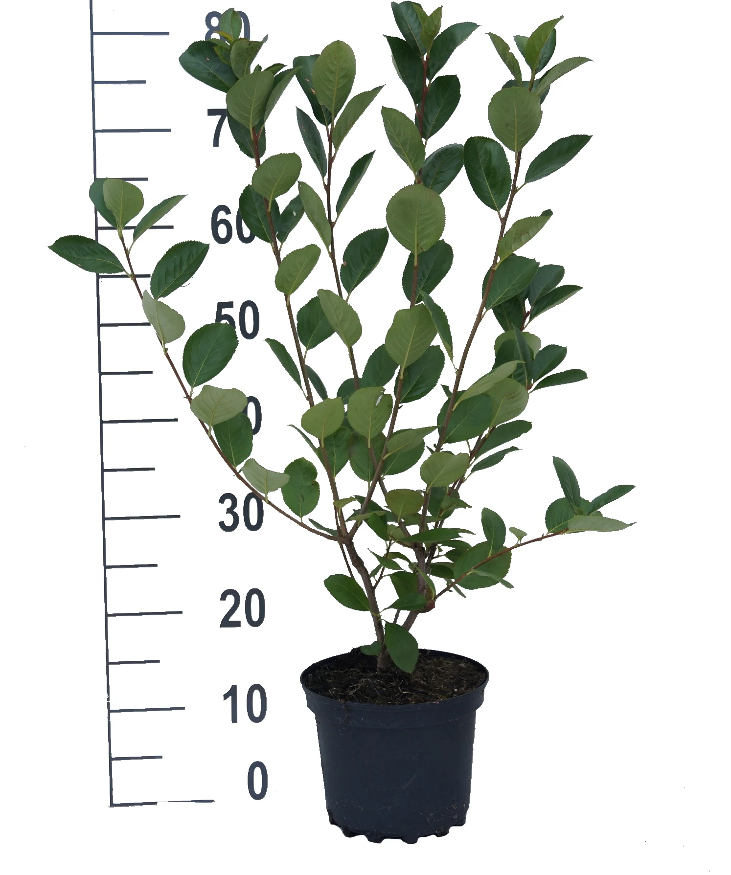 Aronia- Apfelbeere Nero Aronia Prunifolia `Nero´ 3 Aronia- Apfelbeere Nero Aronia Prunifolia `Nero´ – Bild 3