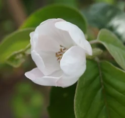 Tafelquitte Ayva® - Süßquitte, Kann Roh Verzehrt Werden Cydonia `Ayva´ -Grüne Vielfalt ayva bl te