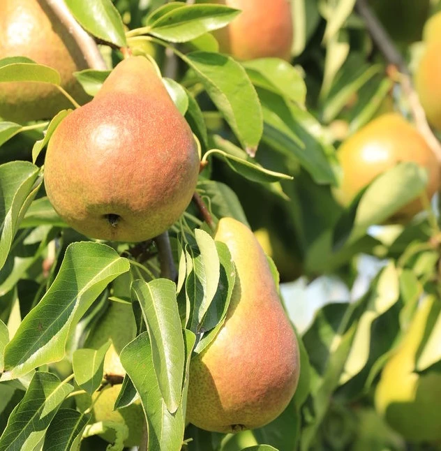 Harrow SweetⓈ Pyrus Communis `Harrow Sweet´ 1 Harrow SweetⓈ Pyrus Communis `Harrow Sweet´