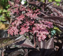 Rotblättriger Holunder `Black Beauty´ Sambucus Nigra `Black Beauty´ -Grüne Vielfalt black beauty2