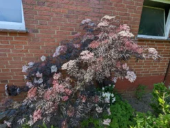 Holunder Black Lace ® Sambucus Nigra `Black Lace´ -Grüne Vielfalt black lace6