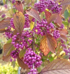 Schönfrucht, Liebesperlenstrauch Callicarpa Bodinieri `Profusion´ -Grüne Vielfalt callicarpa