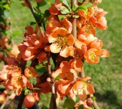 Nordische Zitrone, Zierquitte `Cido´ Chaenomeles Japonica `Cido´ 5 Nordische Zitrone, Zierquitte `Cido´ Chaenomeles Japonica `Cido´ -Grüne Vielfalt cido 1