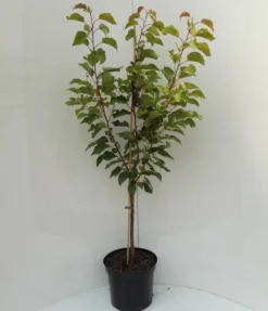 Kompakt Wachsende Aprikose `CompactaⓇ´ Prunus Armeniaca `Compacta´ 8 Kompakt Wachsende Aprikose `CompactaⓇ´ Prunus Armeniaca `Compacta´ -Grüne Vielfalt compacta