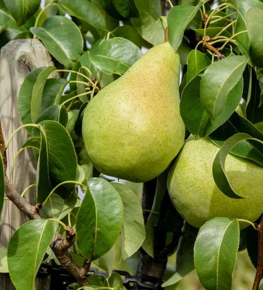 Säulenbirne `Condo´ Pyrus Communis `Condo´ 1 Säulenbirne `Condo´ Pyrus Communis `Condo´