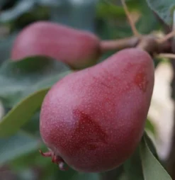 Grüne Vielfalt -Grüne Vielfalt decora1 1