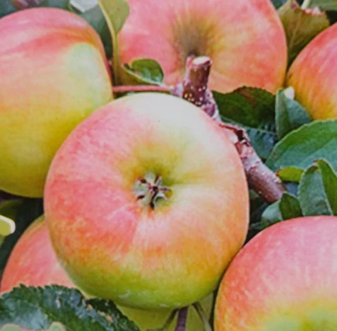 Delcorf (Delbarestival ®) Malus Domestica `Delcorf´ 2 Delcorf (Delbarestival ®) Malus Domestica `Delcorf´ – Bild 2