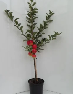 Elstar ® Malus Domestica -Grüne Vielfalt elstar bscuhbaum