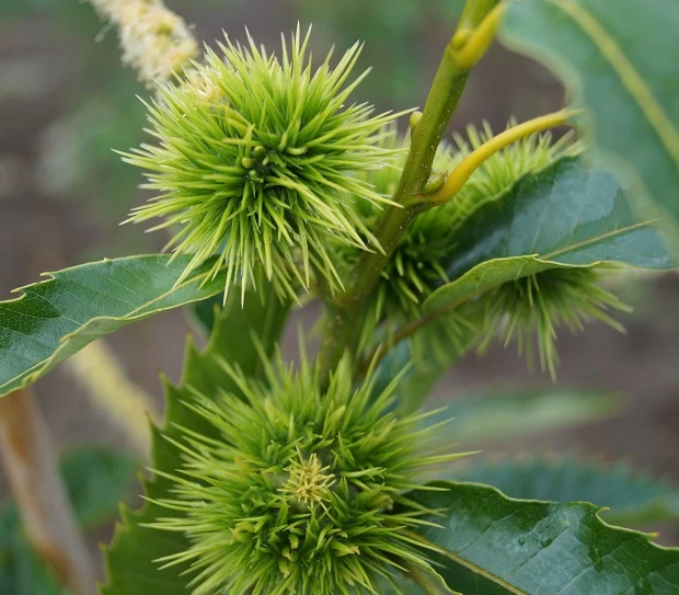 Ecker 1 - Selbstfruchtbare Esskastanie Castanea Sativa `Ecker1´ 2 Ecker 1 - Selbstfruchtbare Esskastanie Castanea Sativa `Ecker1´ – Bild 2