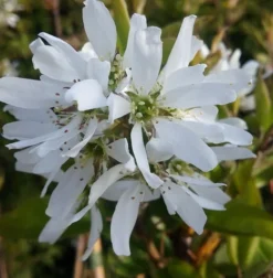Neu eingetroffen -Grüne Vielfalt felsenbirne ballerina 1