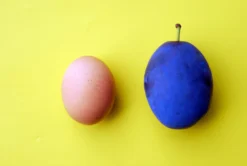 Haganta (S) Prunus Domestica `Haganta´ -Grüne Vielfalt haganta12