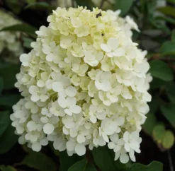 Rispenhortensie `Bobo®´ Hydrangea Paniculata `Bobo´ -Grüne Vielfalt hortensie bobo1
