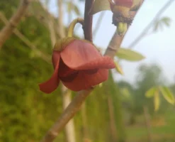 Veredelte Indianerbanane (Paw Paw) `Susquehanna ®´ Asimina Triloba `Susquehanna´ -Grüne Vielfalt indianaerbanane bl te