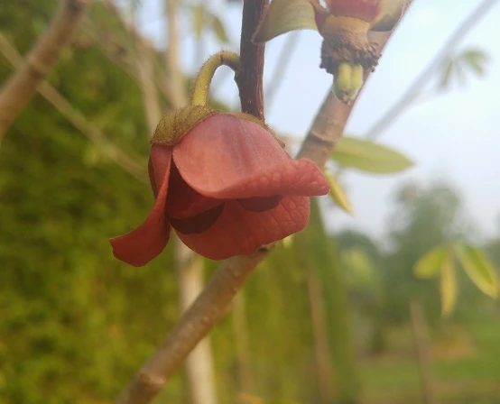 Indianerbanane (Paw Paw) Asimina Triloba 2 Indianerbanane (Paw Paw) Asimina Triloba – Bild 2