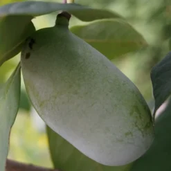 Veredelte Indianerbanane (Paw Paw) `Prima 1216´ (40-60cm) Asimina Triloba `Prima 1216´ -Grüne Vielfalt indianerbanane43 1