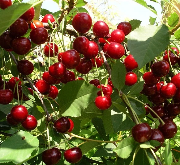 Sauerkirsche `Jade´ (S), Wurzelecht (kleinbleibend) Prunus Cerasus `Jade´ 1 Sauerkirsche `Jade´ (S), Wurzelecht (kleinbleibend) Prunus Cerasus `Jade´